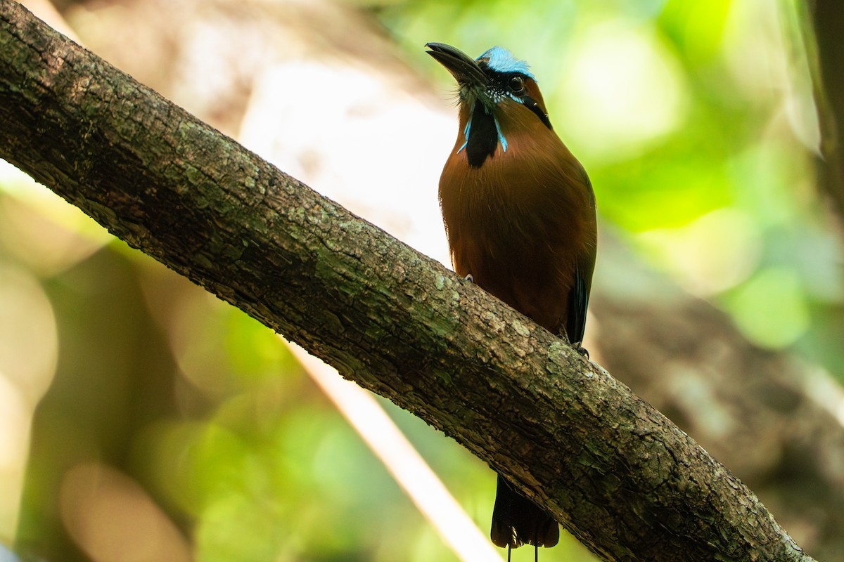 Turquoise-browed Motmot - ML638880043