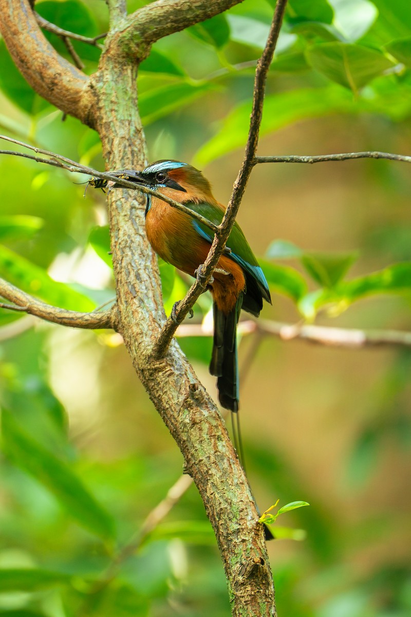 Turquoise-browed Motmot - ML638880045