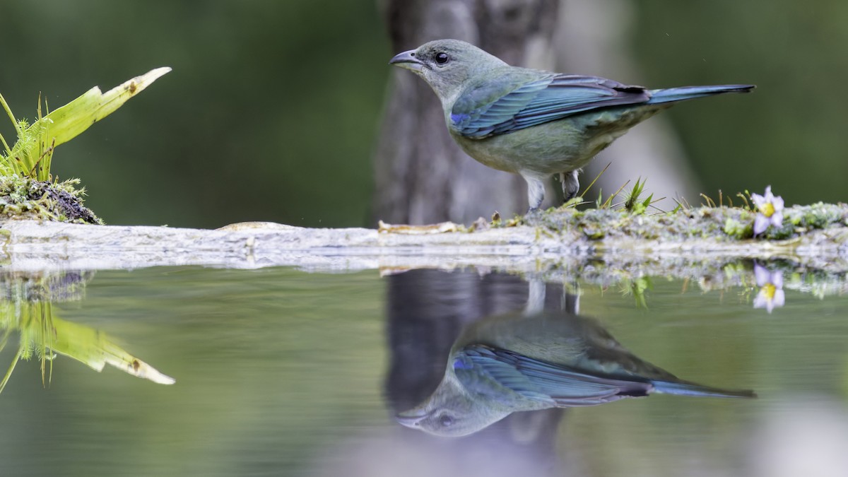 Azure-shouldered Tanager - ML638880046