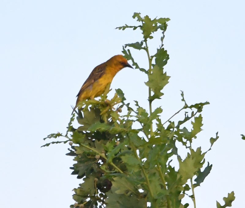 Cape Weaver - ML638880047