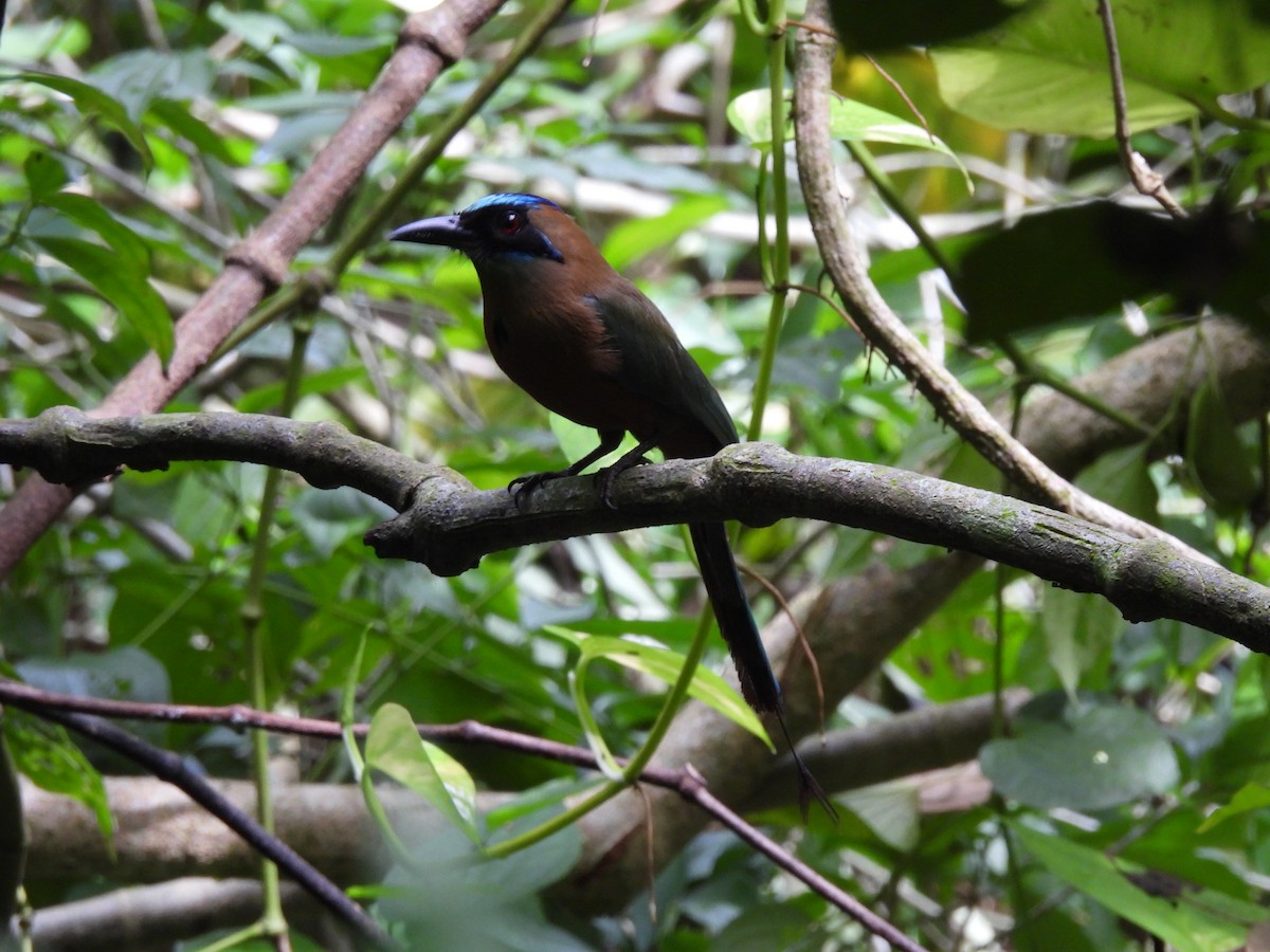 Whooping Motmot - ML638880049