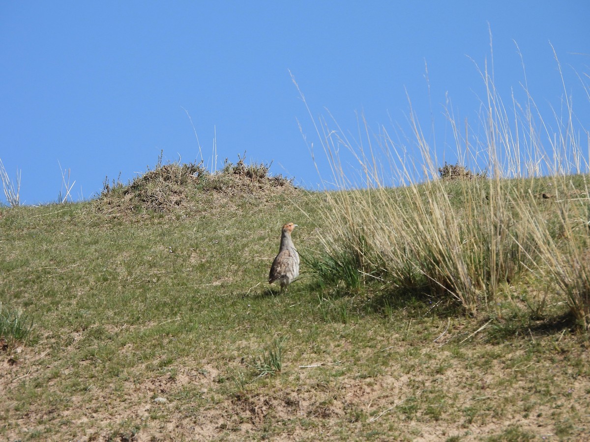 Daurian Partridge - ML638880053