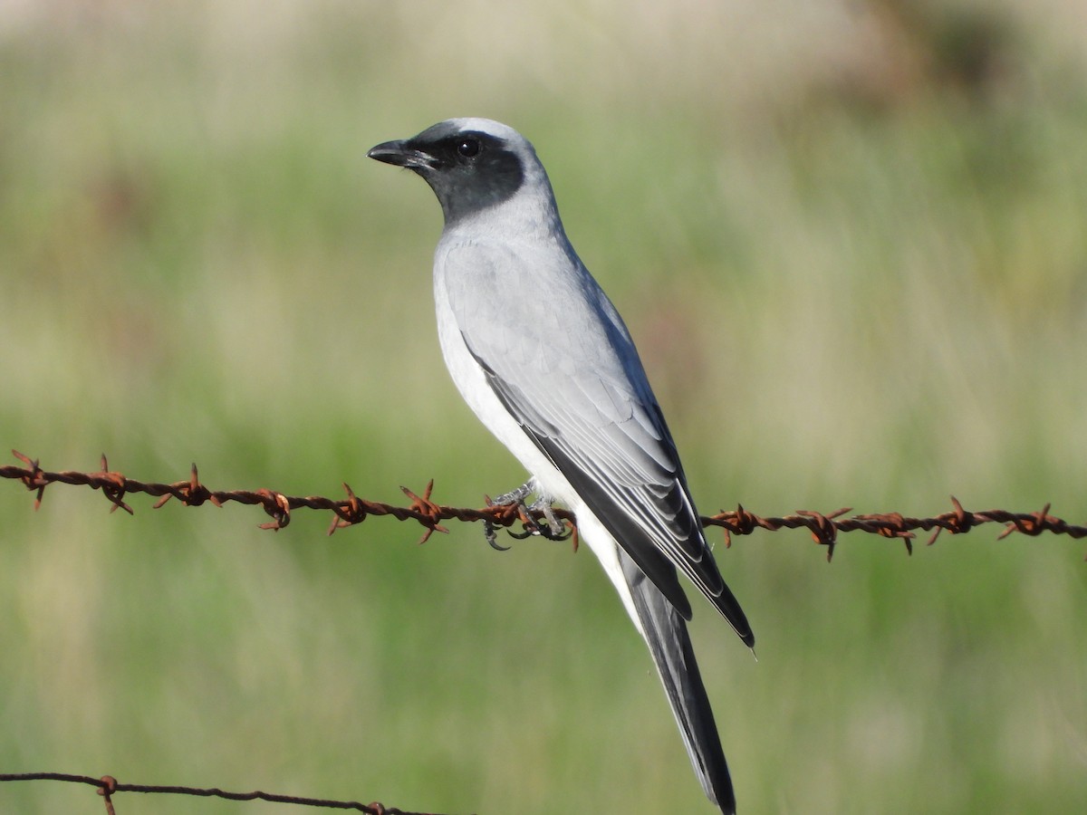 Black-faced Cuckooshrike - ML638880067