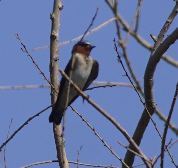Cliff Swallow - ML638880077