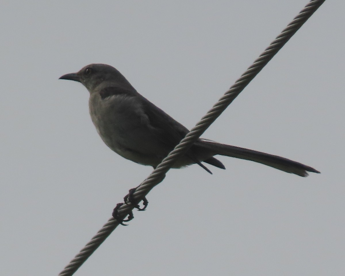 Northern Mockingbird - ML638880092