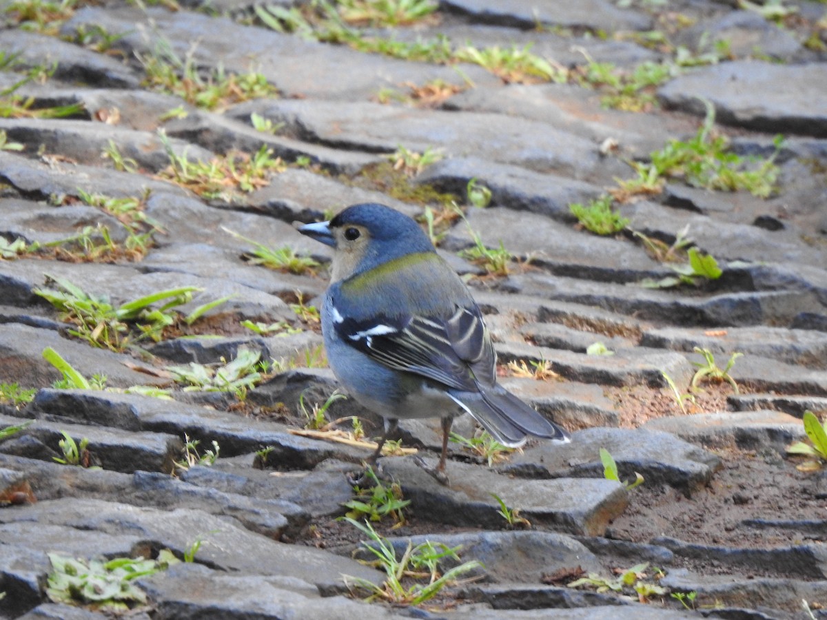 Madeira Chaffinch - ML638880093