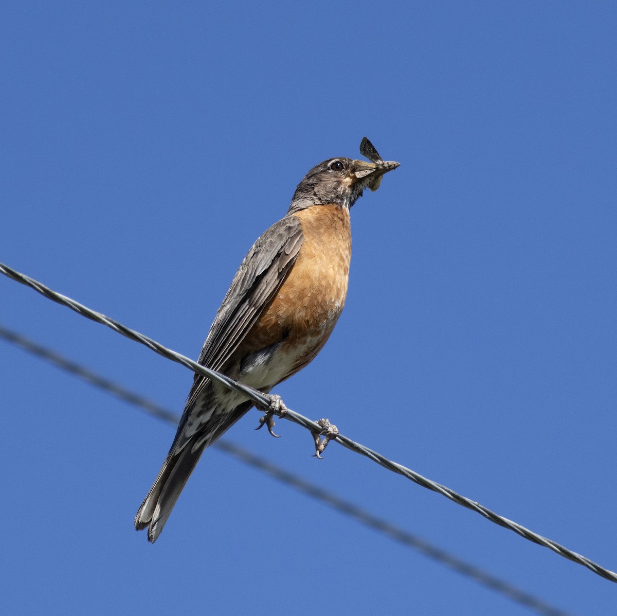 American Robin - ML638880095