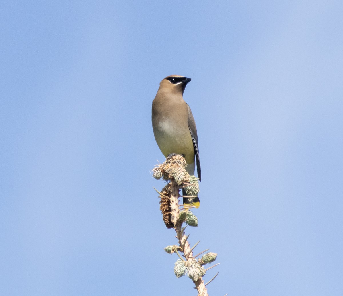 Cedar Waxwing - ML638880097