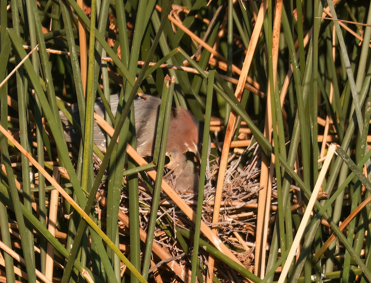 Green Heron - ML638880098