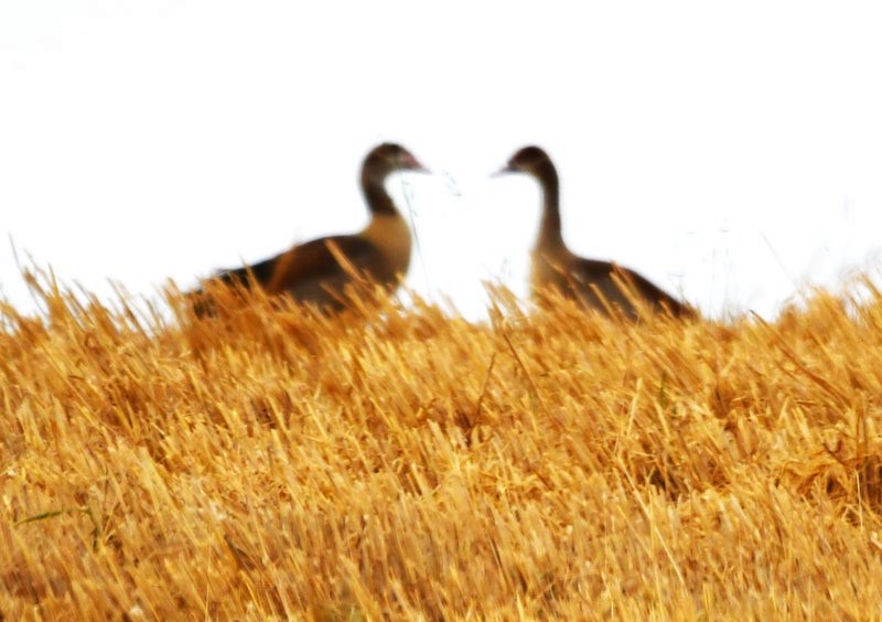 Egyptian Goose - ML638880100