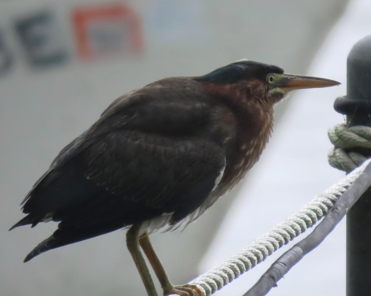 Green Heron - ML638880101