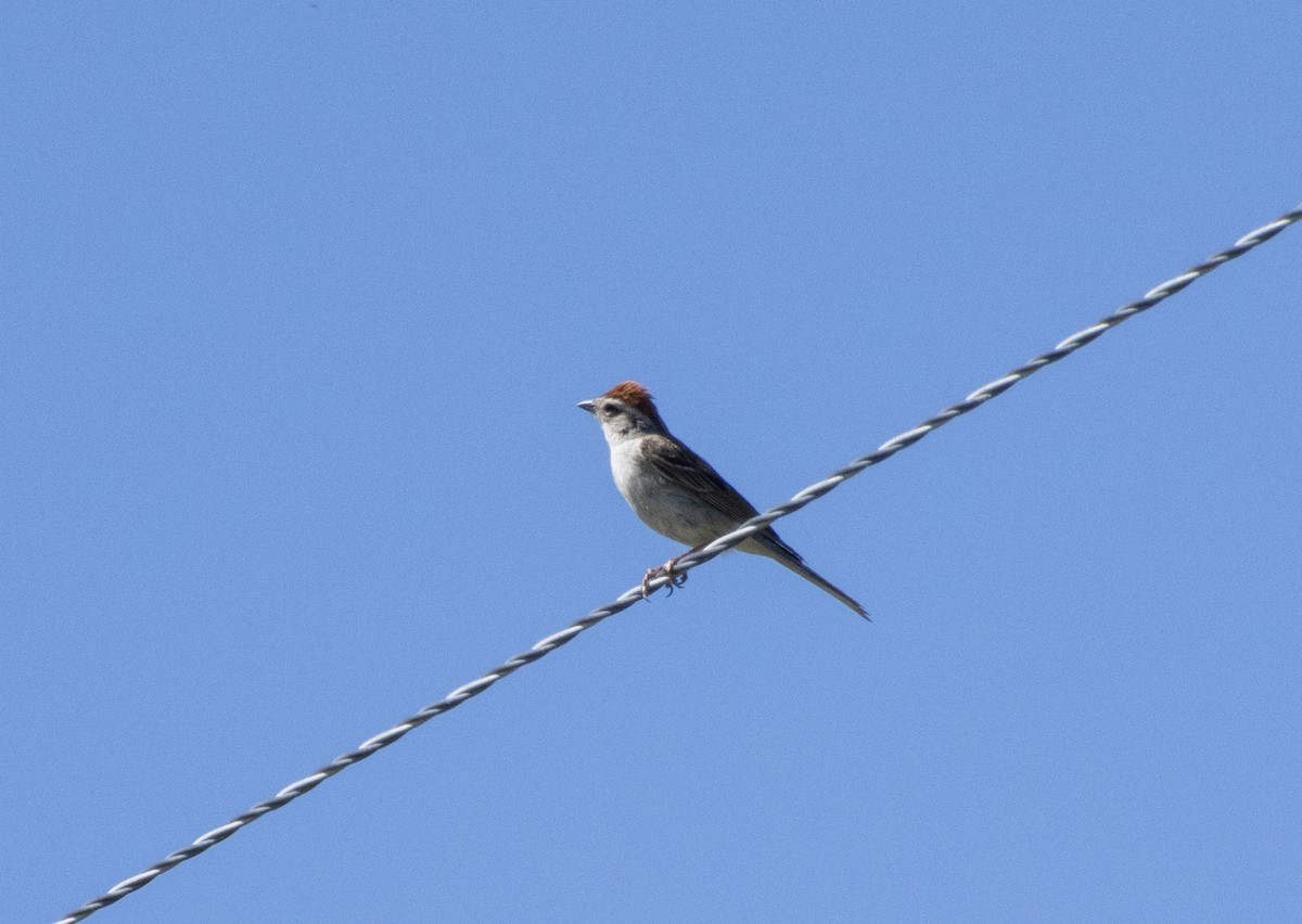 Chipping Sparrow - ML638880103