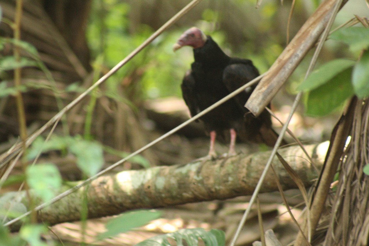Turkey Vulture - ML638880104