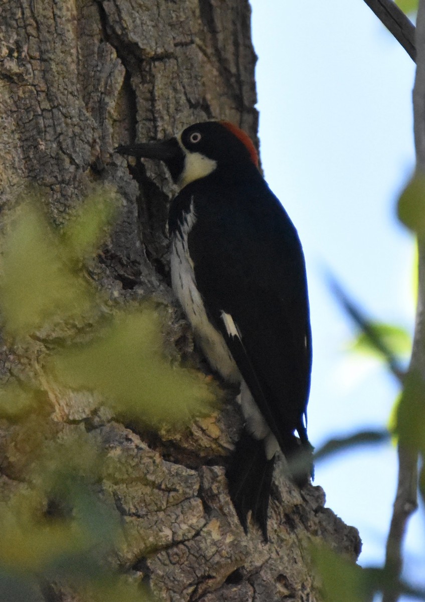 Acorn Woodpecker - ML638880106