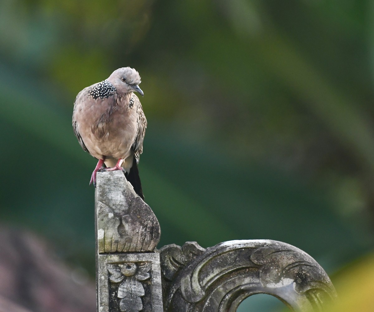 Spotted Dove - ML638880108