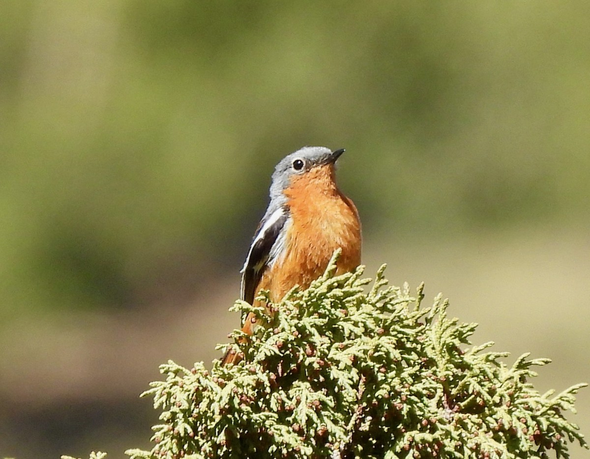 Ala Shan Redstart - ML638880111