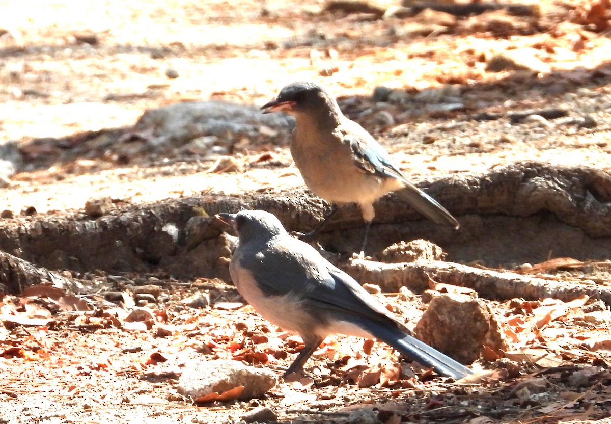 Mexican Jay - ML638880115