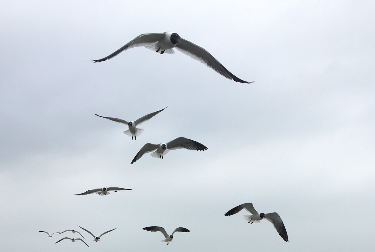 Laughing Gull - ML638880116
