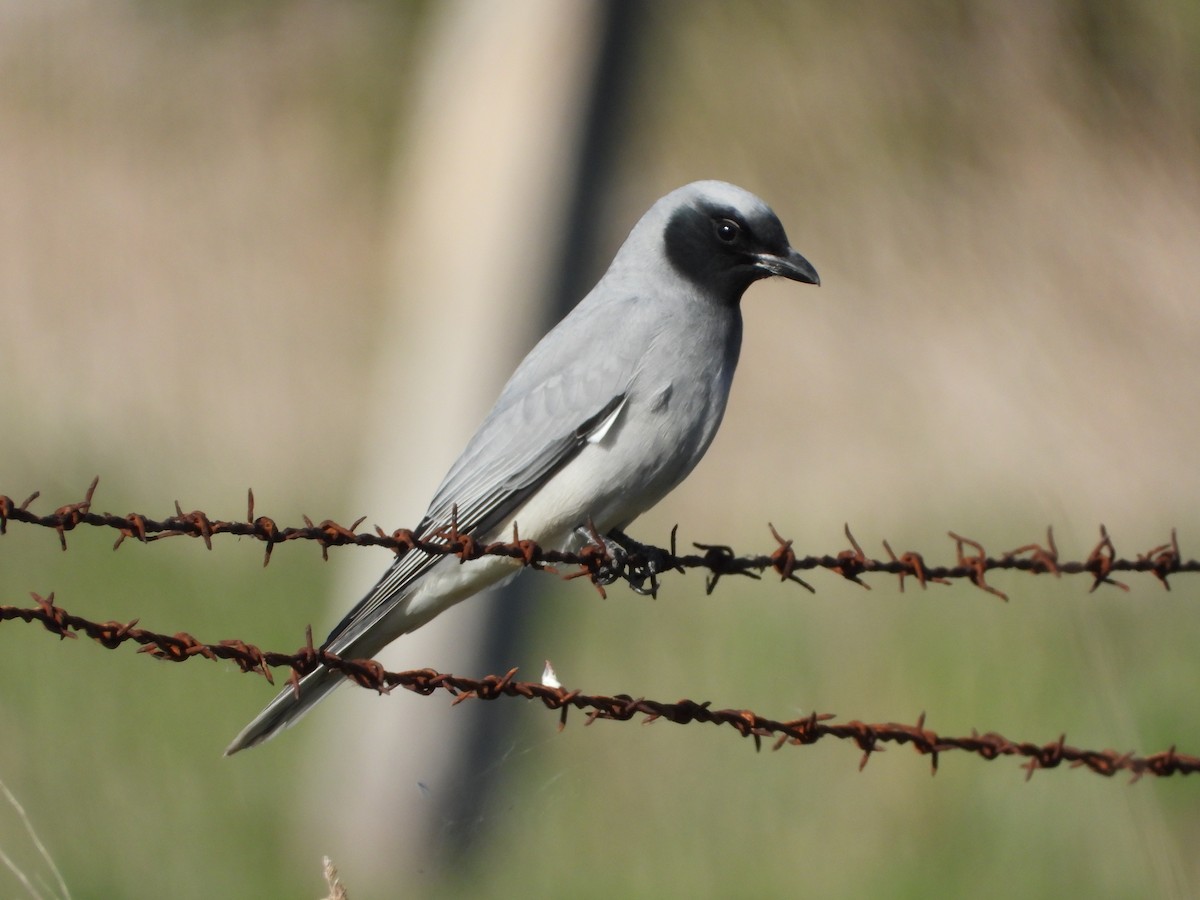 Black-faced Cuckooshrike - ML638880117