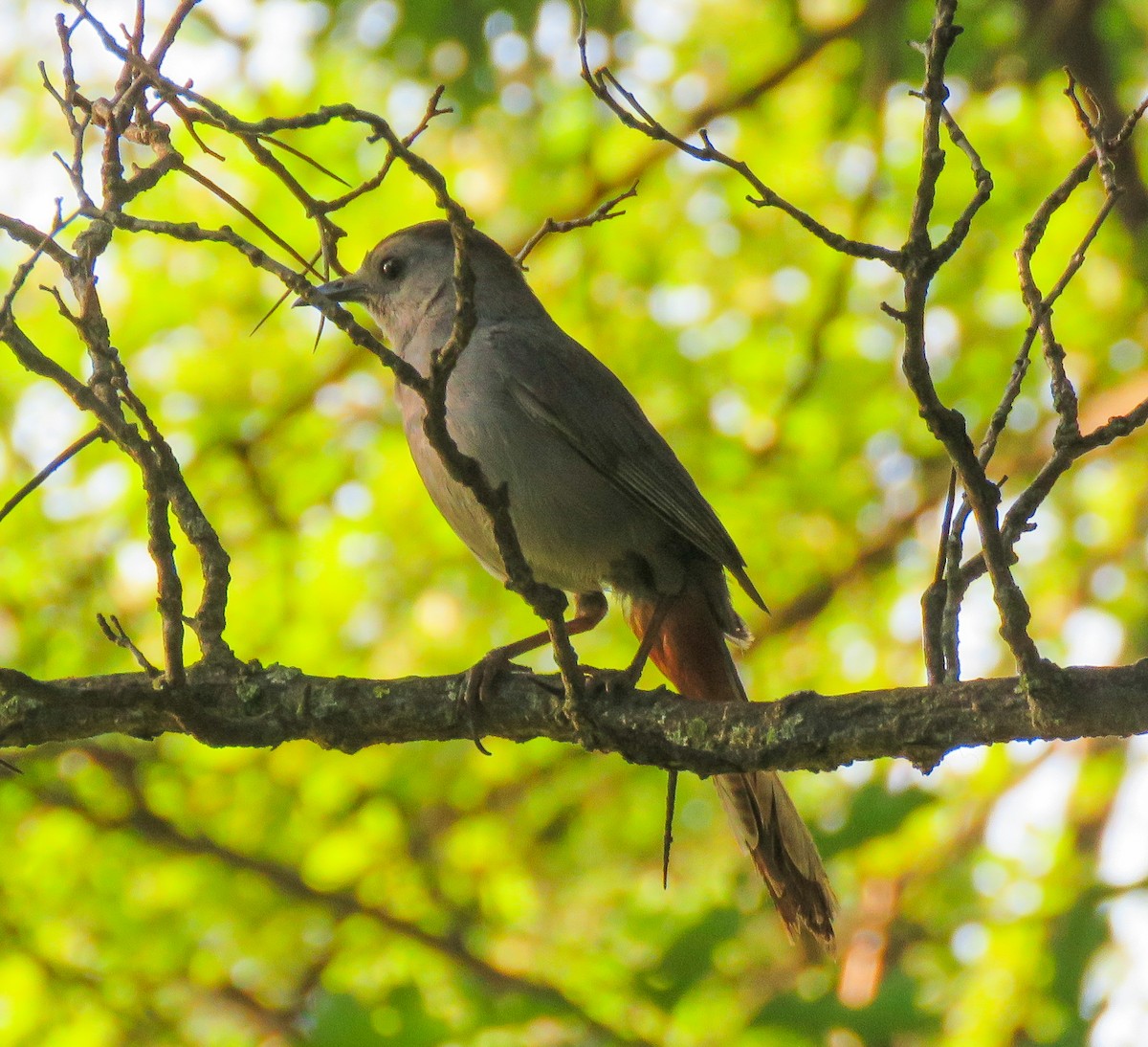Gray Catbird - ML638880122