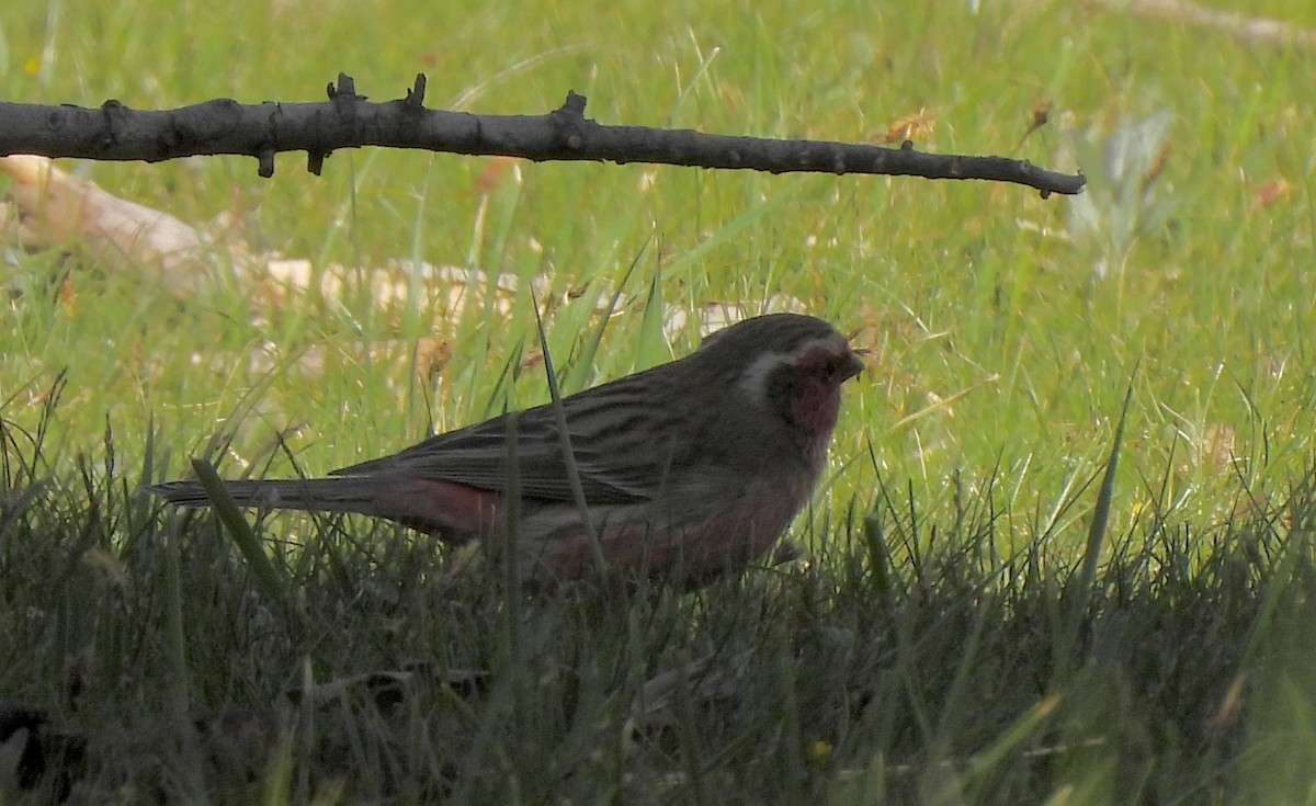Chinese White-browed Rosefinch - ML638880125