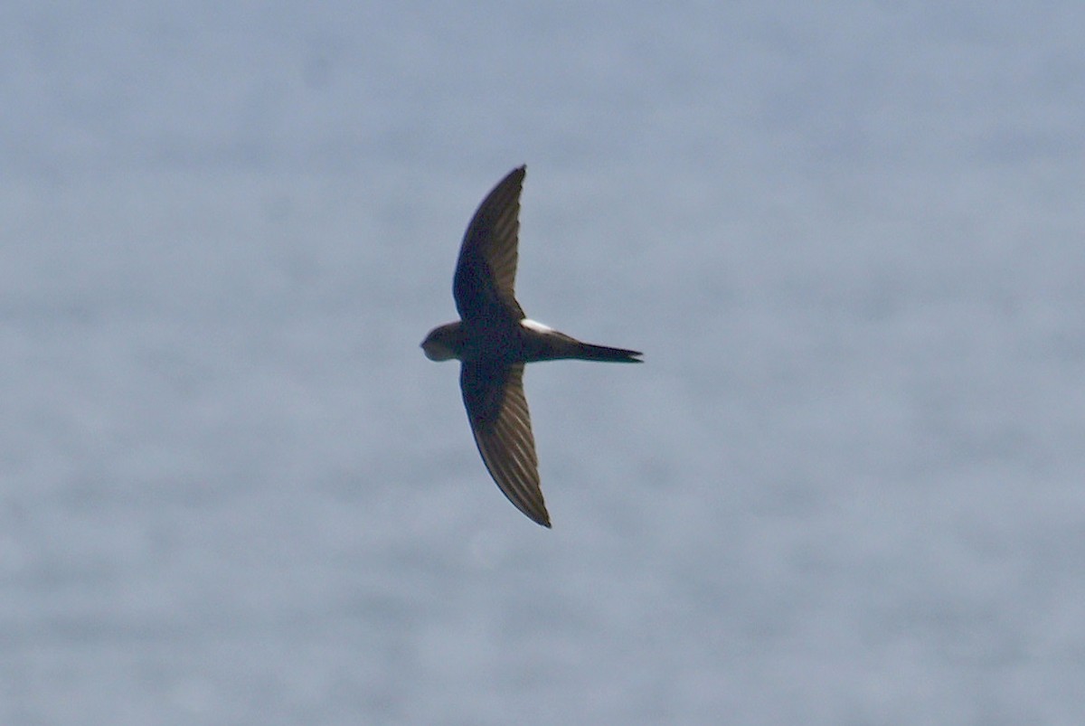 Pacific Swift - ML638880146