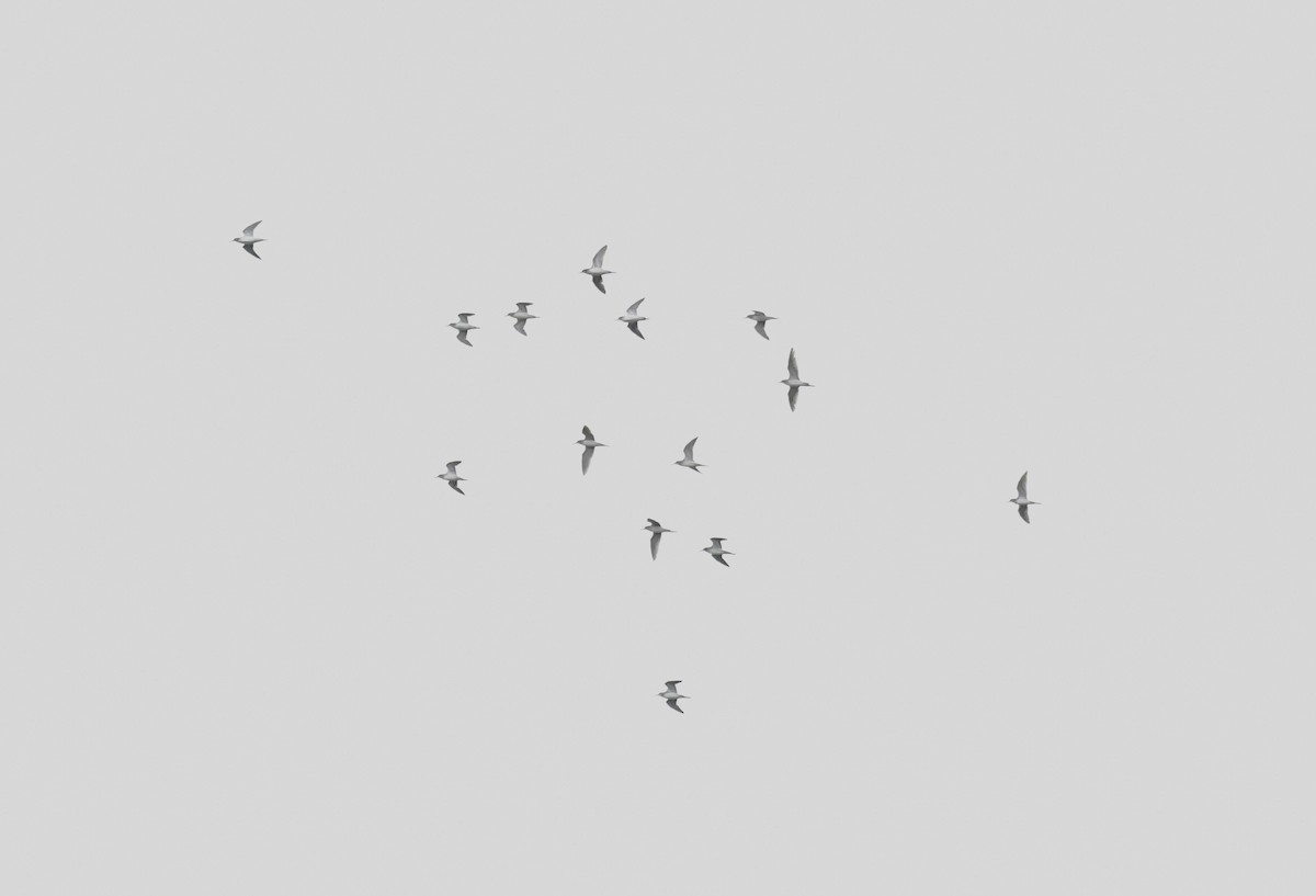 Kuliska (Tringa) sp. - ML638880147