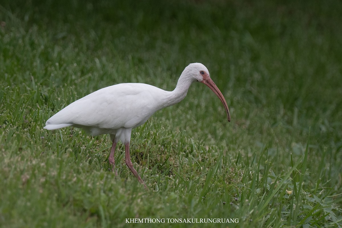 White Ibis - ML638880154