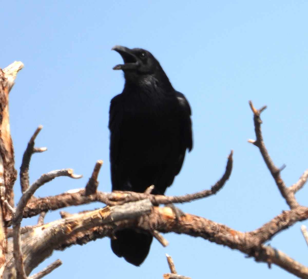 Common Raven - ML638880158
