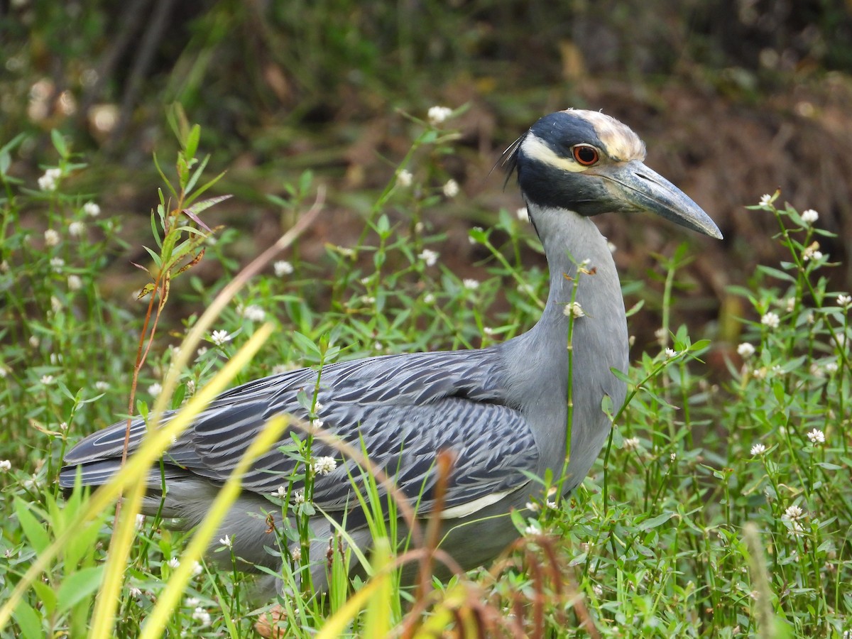 Yellow-crowned Night Heron - ML638880163