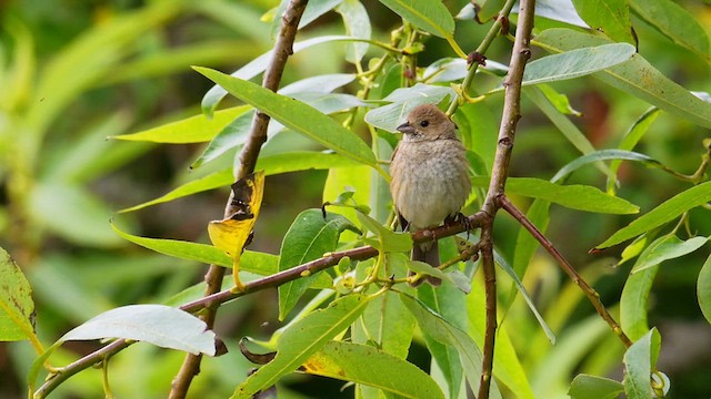 Indigo Bunting - ML638880173