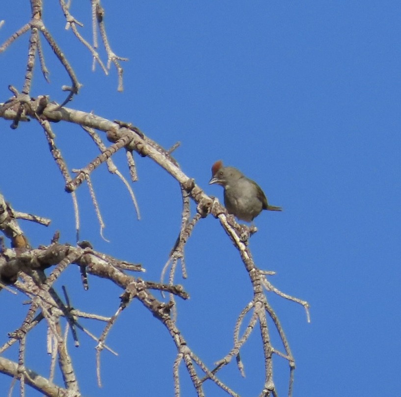 Green-tailed Towhee - ML638880174