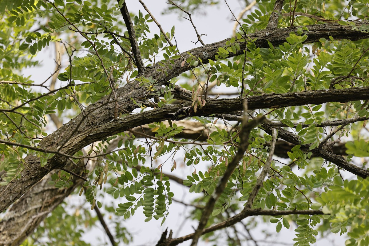 Downy Woodpecker - ML638880192