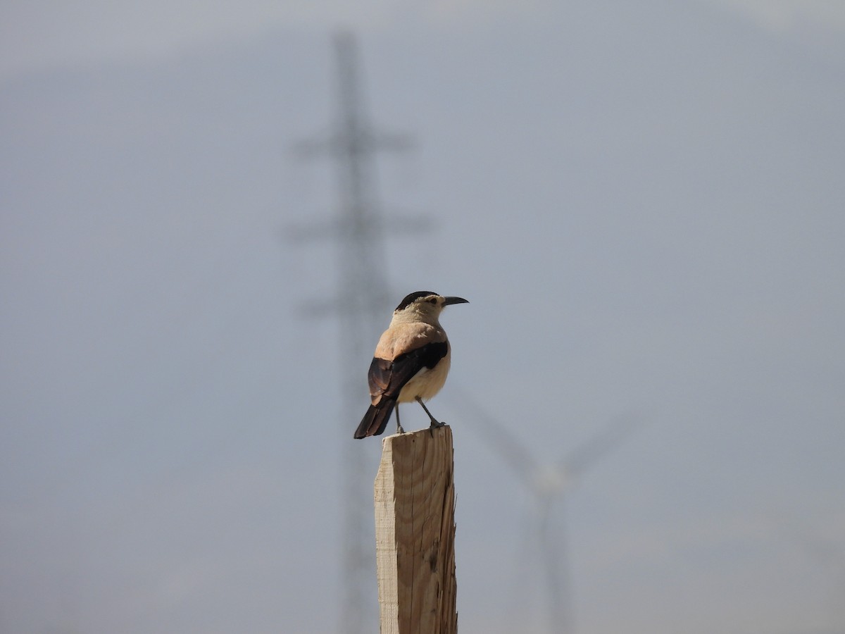 Mongolian Ground-Jay - ML638880193