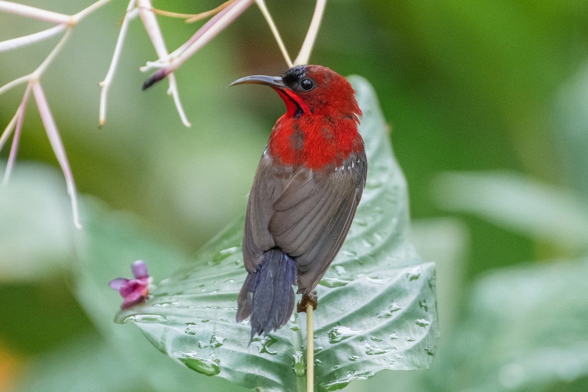 Crimson Sunbird - ML638880195