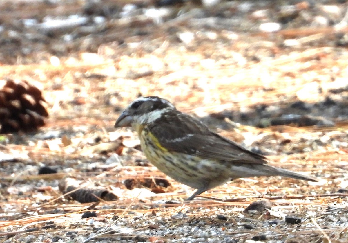 Black-headed Grosbeak - ML638880199