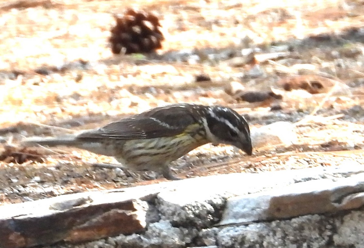 Black-headed Grosbeak - ML638880200