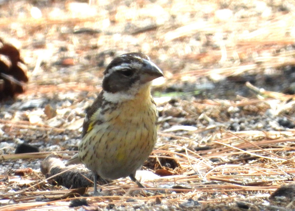 Black-headed Grosbeak - ML638880201