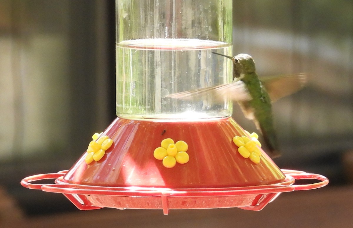 Broad-tailed Hummingbird - ML638880213