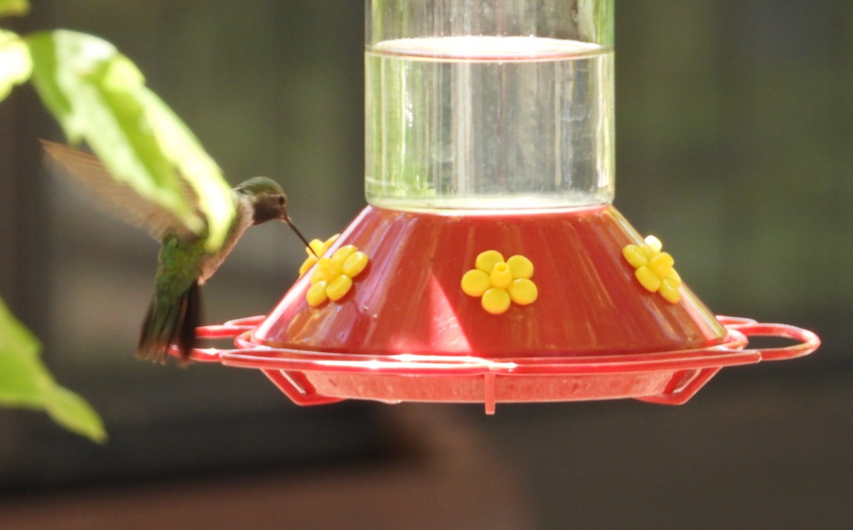 Broad-tailed Hummingbird - ML638880215