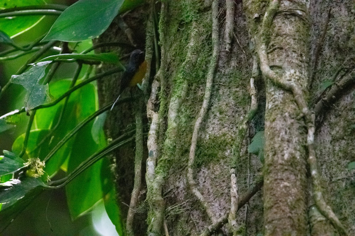 Slate-throated Redstart - ML638880216