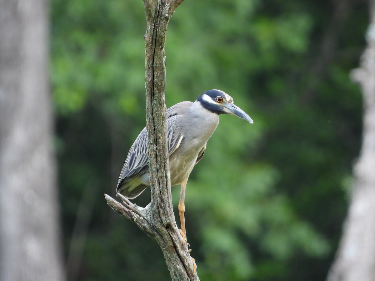 Yellow-crowned Night Heron - ML638880240
