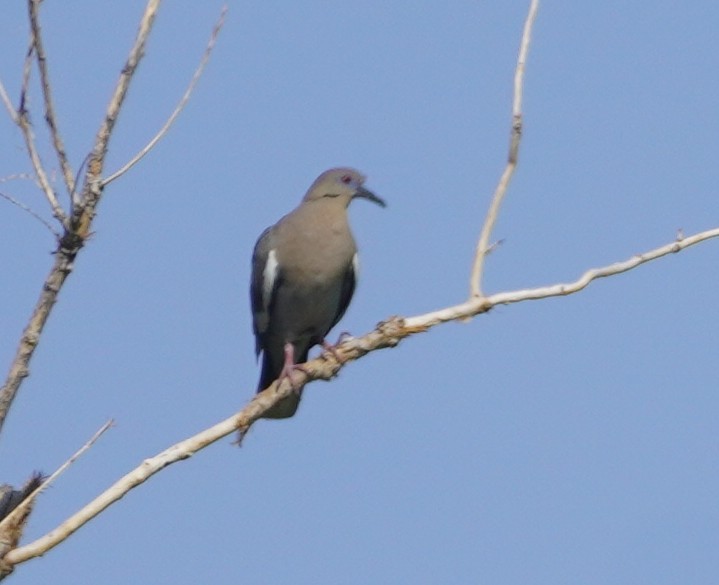 White-winged Dove - ML638880261