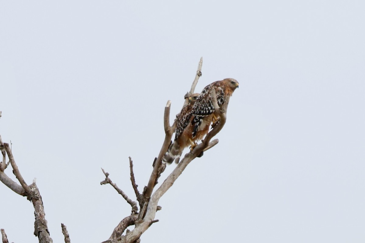 Red-shouldered Hawk - ML638880278