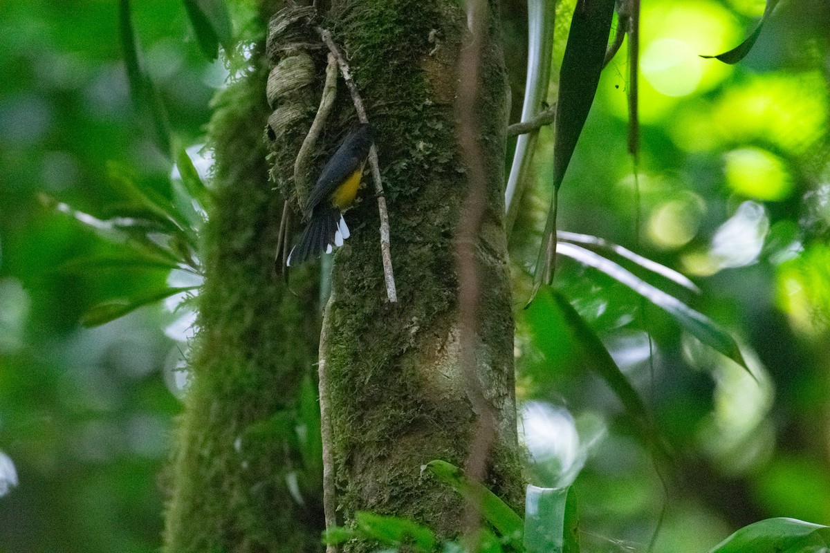 Slate-throated Redstart - ML638880285
