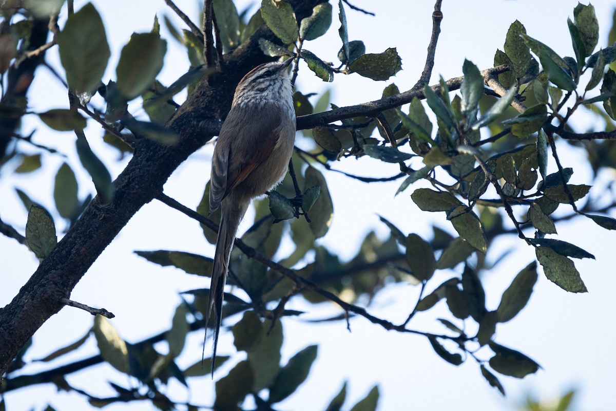 エナガカマドドリ（aegithaloides） - ML638880298