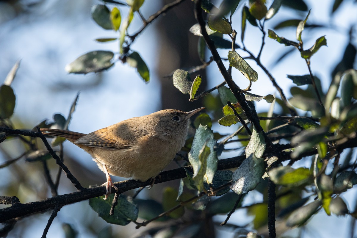 Southern House Wren - ML638880300