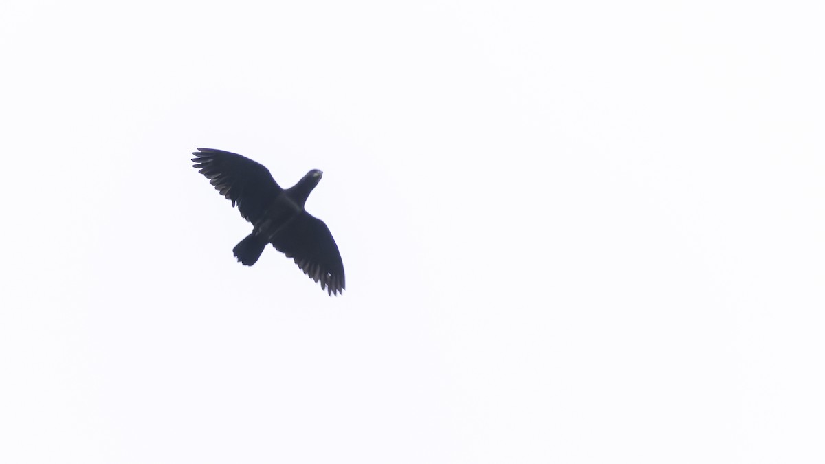 アケボノインコモドキ - ML638880310