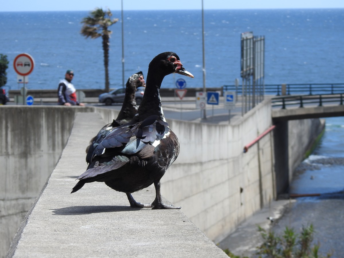 Muscovy Duck (Domestic type) - ML638880312