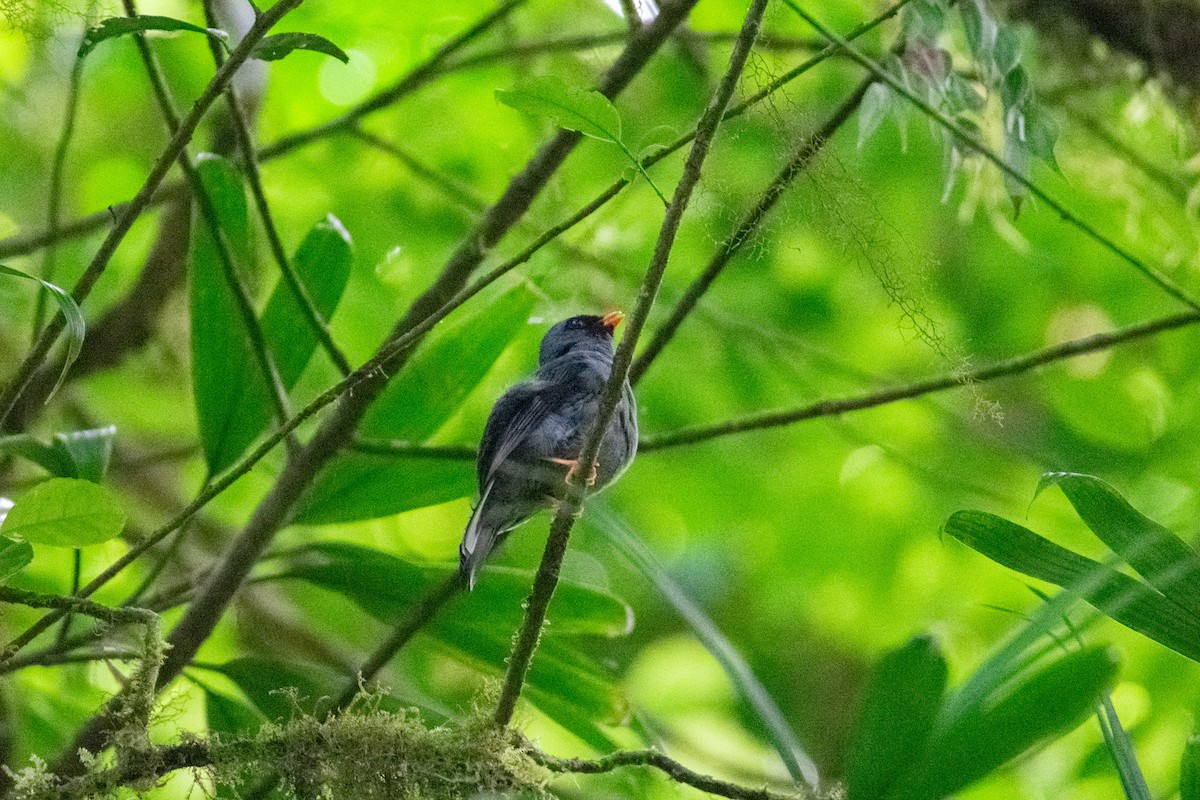 Black-faced Solitaire - ML638880336